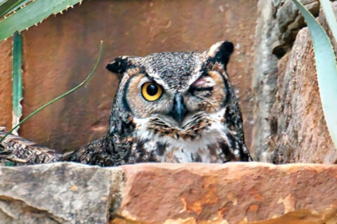 Tap to learn about the new Great Horned Owl Cam live from the Lady Bird Johnson Wildflower Center.